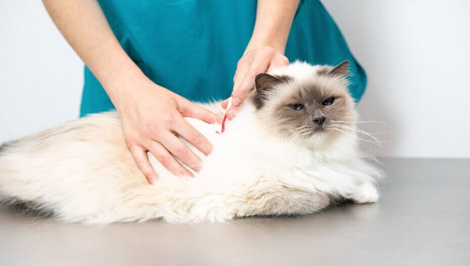 Hair Loss in Cats Causes & Treatment Purina